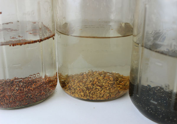 how-to-grow-sprouts-soaking how-to-grow-sprouts-soaking