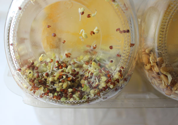 how-to-grow-sprouts-techniques how-to-grow-sprouts-techniques