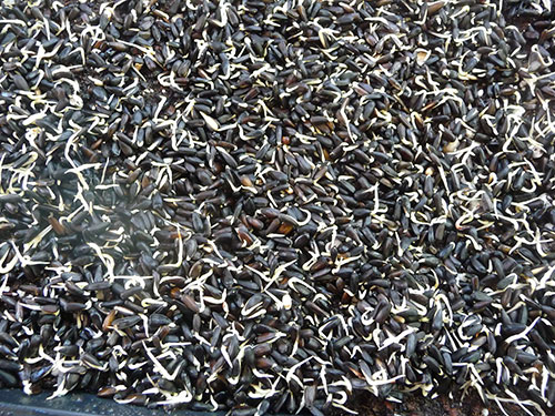 how-to-grow-sunflower-sprouts-laying-the-seeds