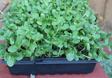 how-to-grow-sunflower-sprouts-related-pages