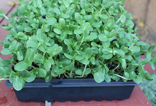 Sunflower seed sprouts discount