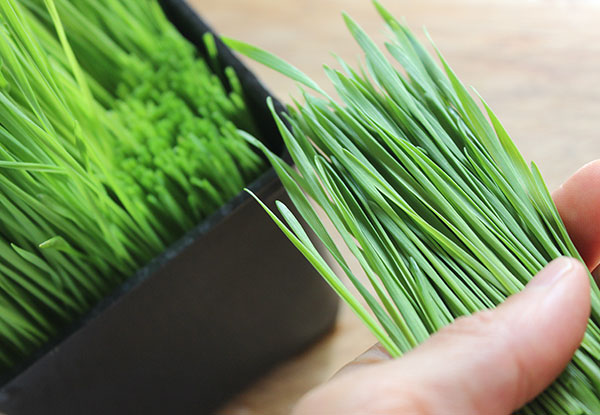 how-to-grow-wheatgrass-for-juicing how-to-grow-wheatgrass-for-juicing