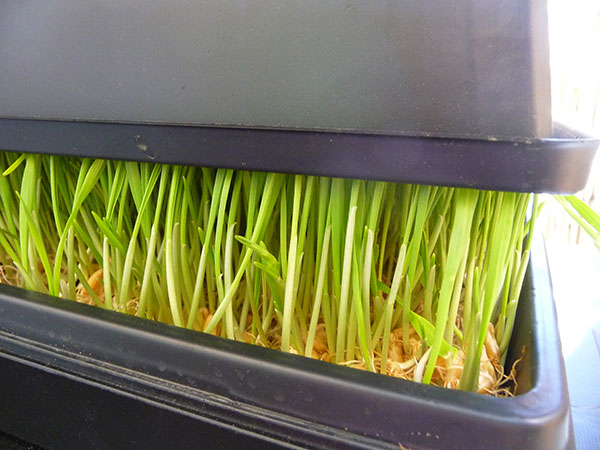 how-to-grow-wheatgrass-tray-on-top how-to-grow-wheatgrass-tray-on-top