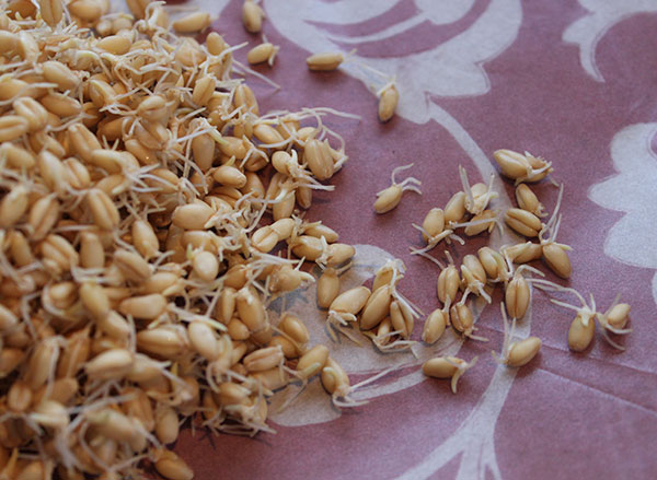 how-to-make-rejuvelac-wheat-berry-sprouts how-to-make-rejuvelac-wheat-berry-sprouts
