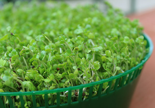 how-to-make-sprouts-sprouter how-to-make-sprouts-sprouter