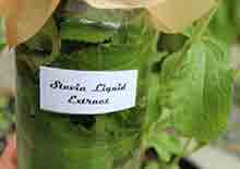 how-to-make-stevia-extract-page