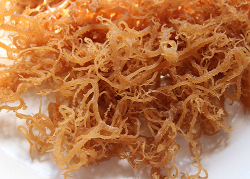 irish-moss-benefits-fresh-seaweed
