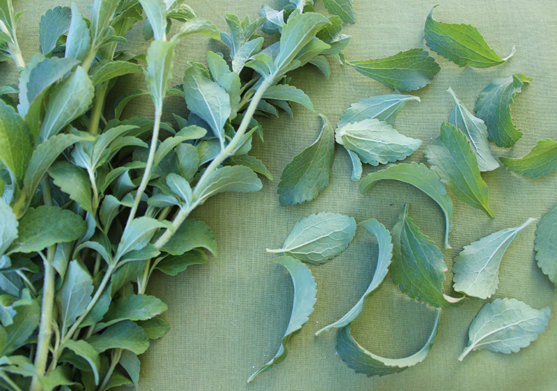 Is Stevia Healthy? The Truth About This Sugar Substitute