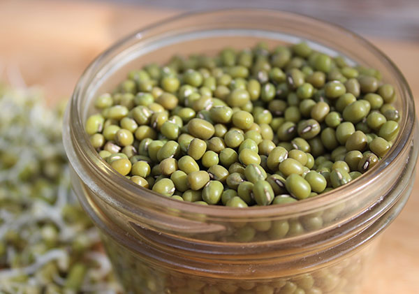 Mung Bean Sprouts, A Raw or Cooked PlantBased Protein