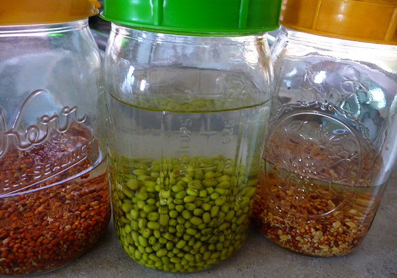 jars-of-soaking-seeds jars-of-soaking-seeds