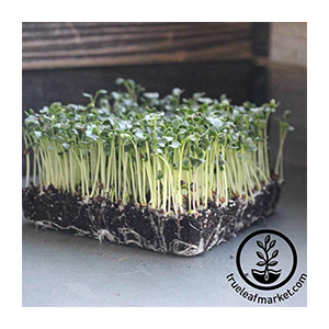 kale-microgreen-seeds-dino