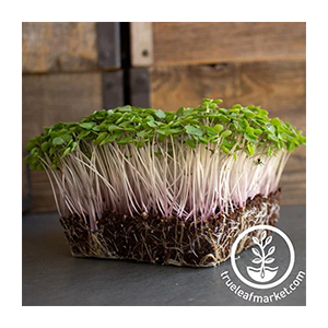 kale-microgreen-seeds-red-russian