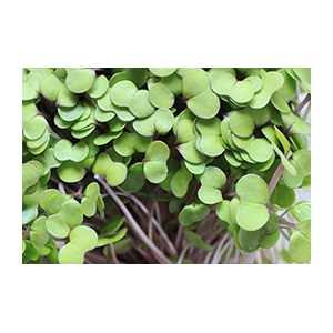 kale-seeds-microgreens