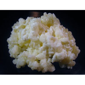 kefir-grains-active-amazon