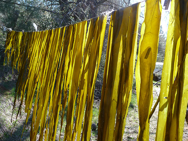 kelp-seaweed-harvesting kelp-seaweed-harvesting