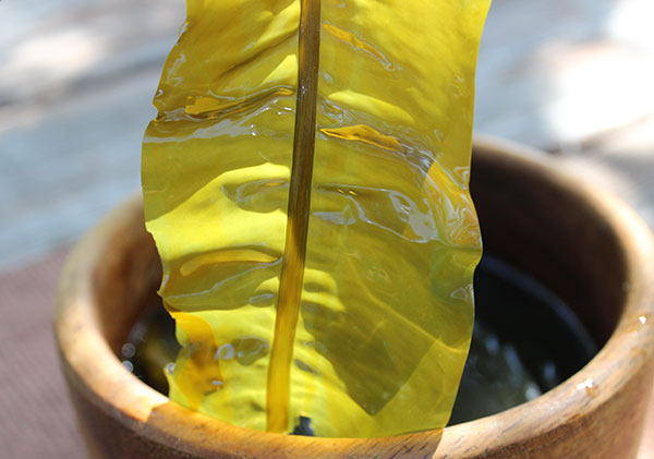 kelp-wakame-species kelp-wakame-species