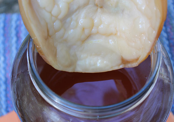 kombucha-scoby-in-tea-jar