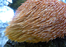lions-mane-mushroom-related-page