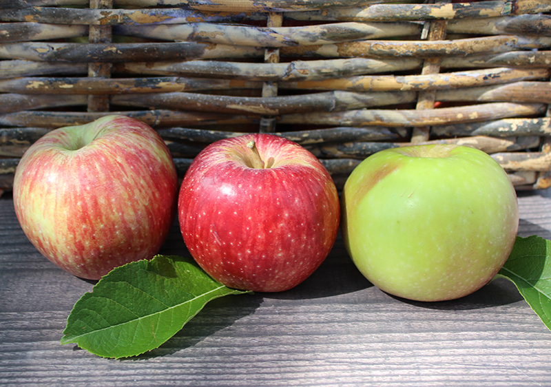 list-of-common-fruits list-of-common-fruits