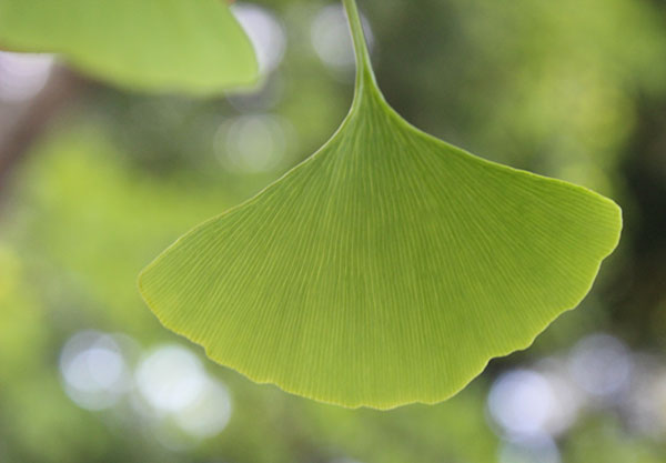 list-of-herbs-ginkgo-biloba list-of-herbs-ginkgo-biloba