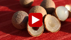 longan-fruit-thumbnail