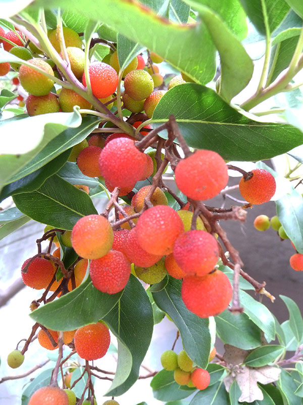 madrone-berries-on-branches madrone-berries-on-branches