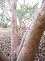 madrone berry tree madrone berry tree