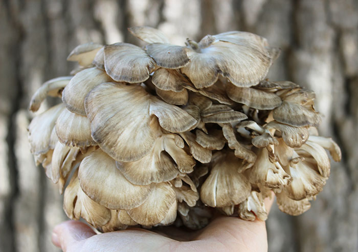 hen-of-the-woods-mushroom hen-of-the-woods-mushroom