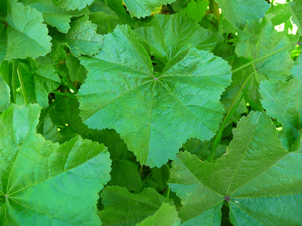 mallow-malva-sylvestris mallow-malva-sylvestris