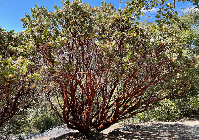 Wild Manzanita Berries and Leaves, Food and Folk Uses