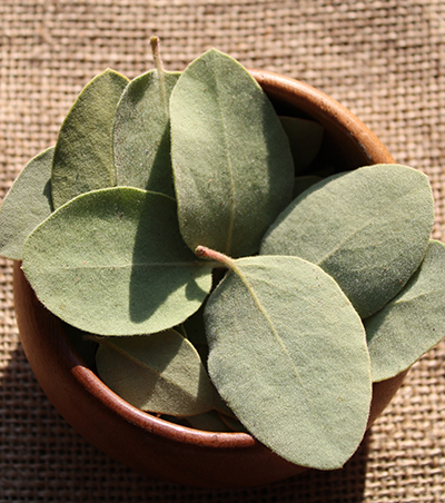 manzanita-leaves-folk-uses
