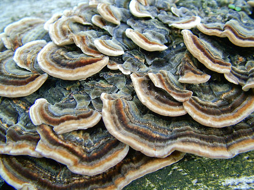 medicinal-mushrooms-coriolus-versicolor