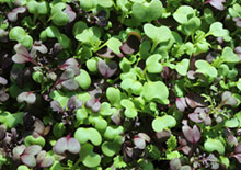 microgreens-related-pages