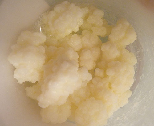 milk-kefir-grains
