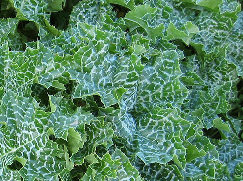 milk-thistle-benefits-leaves