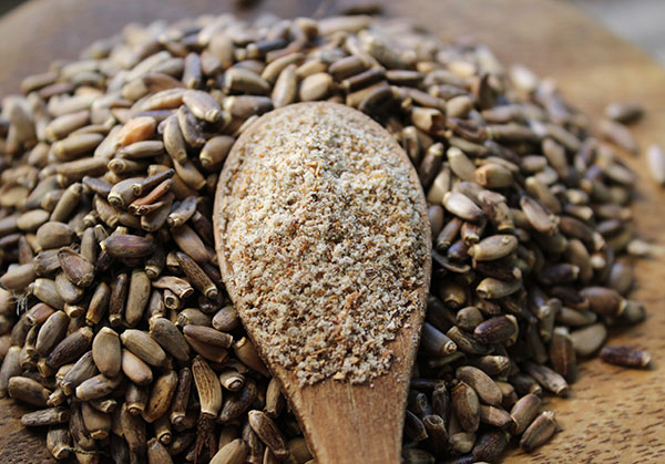 Milk Thistle Seeds Medicinal Plant Liver Rebuilding Edible 25 Seeds Milk Thistle Seeds Medicinal Plant Liver Rebuilding Edible 25 Seeds