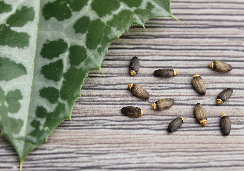 milk-thistle-seed-silymarin milk-thistle-seed-silymarin