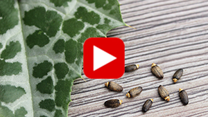 milk-thistle-seed-vid