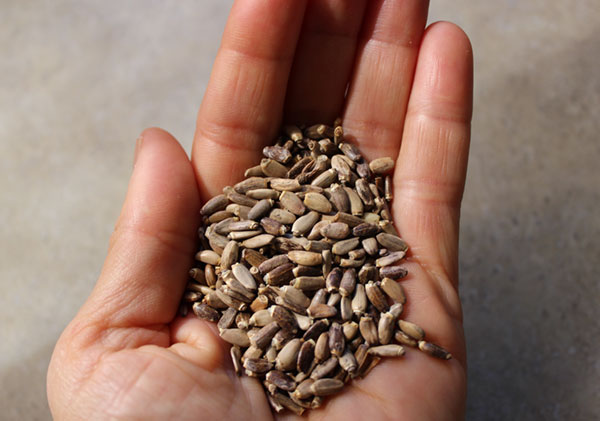 milk-thistle-seeds-in-hand