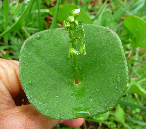 miner-lettuce-benefits