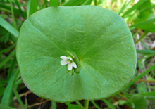 miners-lettuce-related-pages