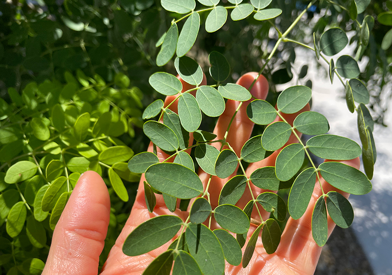 moringa-leaf-benefits