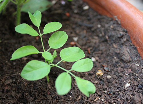 moringa-plant-seedling-start moringa-plant-seedling-start