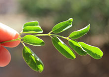 moringa-related-pages