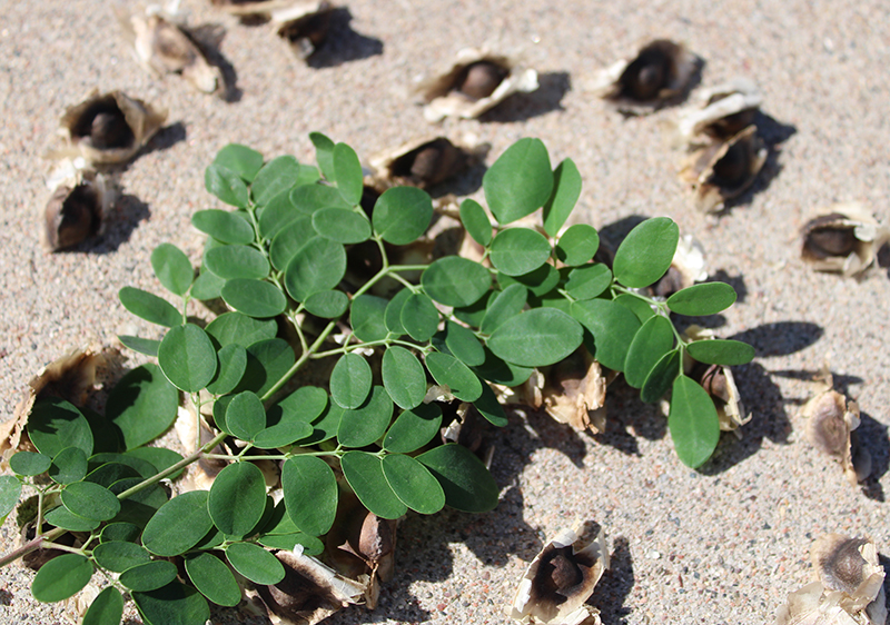 moringa-seed-benefits