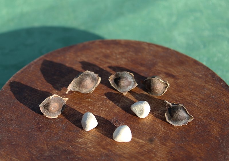 moringa-seed
