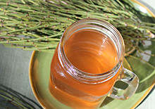 mormon-tea-related-pages