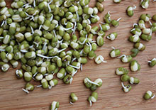 mung-bean-sprouts-page