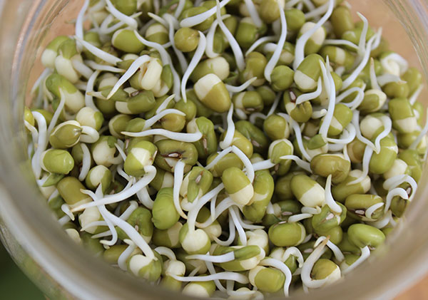 mung-bean-super-sprouts mung-bean-super-sprouts
