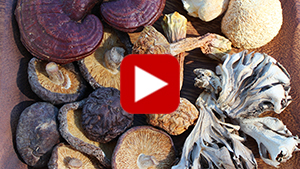 mushroom-supplement-formulas-vid